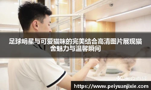足球明星与可爱猫咪的完美结合高清图片展现猫舍魅力与温馨瞬间